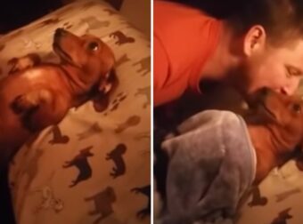Σκυλίτσα περιμένει να τη σκεπάσουν και να τη φιλήσουν κάθε βράδυ για να κοιμηθεί