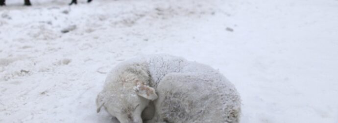 Έκκληση για τα αδέσποτα ζώα στον παγετό – Αφήστε τους έστω και λίγη τροφή