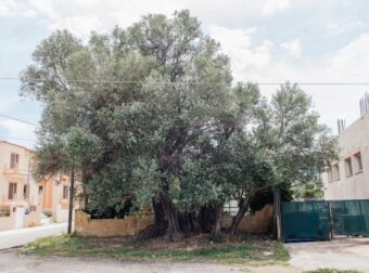 Η «Ελιά της Όρσας»: Το δέντρο 2500 ετών στη Σαλαμίνα που έζησε τη μεγάλη Ναυμαχία του 480 π.χ.