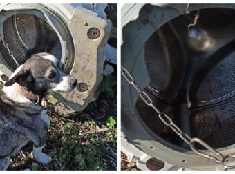 Σάμος: Βρήκαν σκυλάκι μόνιμα δεμένο με αλυσίδα σε κάδο πλυντηρίου- Το μετέφεραν οι εθελοντές στο καταφύγιο