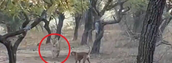 Γενναίος σκύλος πήρε λιοντάρι στο κυνήγι: Αδέσποτο τα έβαλε με τρομερή λέαινα – Βίντεο