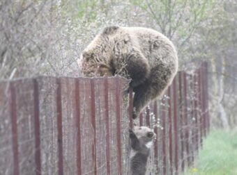 Καστοριά: «Γλυκατζού» αρκούδα σκαρφαλώνει φράχτη μαζί με το μωρό της και «κλέβει» κεράσια [εικόνες]