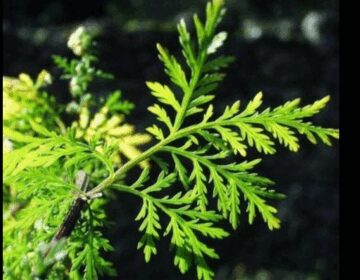 Αυτό το απίστευτο βότανο σκοτώνει το 98% των καρκινικών κυττάρων σε σύντομο χρονικό διάστημα