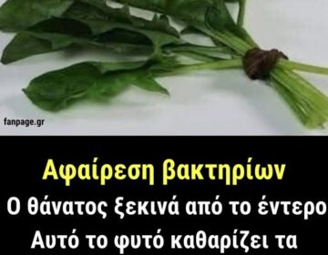 Φυτικό καθαριστικό: Αυτό το φυτό καθαρίζει τα έντερα και το συκώτι