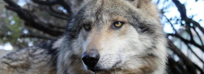 Το πρώτο ζώο που βλέπετε σε αυτή την εικόνα θα αποκαλύψει ποιοι είστε πραγματικά