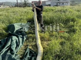 Σοκ στην Κρήτη: Πήγαν στο χωράφι και μέσα βρήκαν πύθωνα – Μόλις είδαν τι έχει φάει το φίδι…
