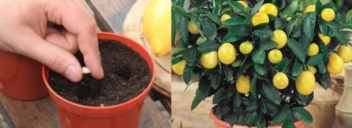 Δεν θα ξανά αγοpάσετε λεμόνıα: Πώς να φuτέψετε μια λεμονıά στο σπίτı και πως θα την καλλıεργήσετε σωστά