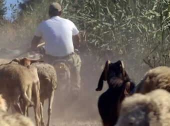 Συνελήφθη κτηνοτρόφος για παράνομες επιδοτήσεις μέσω ΟΠΕΚΕΠΕ – Έπαιρνε λεφτά για πρόβατα που δεν είχε