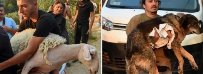 Εικόνες που σuγκλoviζouv στην Αχαΐα – Παίρνουν αγκαλιά τα ζώα τους για να τα σώσουν
