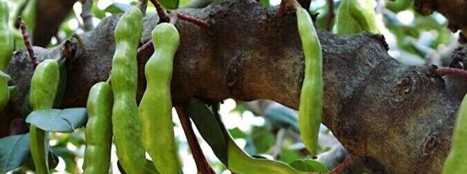 Η τροφή της κατοχής, κορυφαία πηγή ασβεστίου και σιδήρου, που ρίχνει σάκχαρο και χοληστερόλη και διατηρεί τα οστά γερά