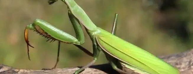 Όταν αυτό το έντομο προσγείωνεται πάνω σας, να τι θέλει να πει το σύμπαν