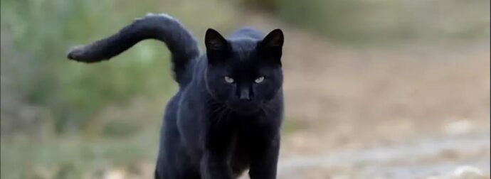 Τι σημαίνει να συναντήσεις μια μαύρη γάτα;