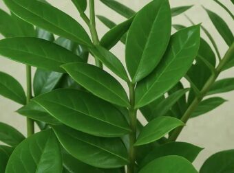 Αuτά είναι τα 5 φυτά που ρiχνουν την υγρασία στο σπίτι κατακόρuφα