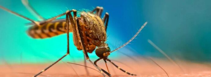 Συναγερμός για το κουνούπι «Τίγρης της Ασίας»: Εκτοξεύτηκαν τσικουνγκούνια–δάγκειος