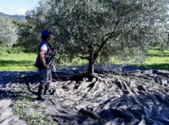 «Βόμβα» για όσους έχουν ελιές στην Ελλάδα, ακόμη και αν δεν τις μαζεύουν ή δεν βγάζουν λάδι – Πρέπει να κάνουν 1 πράγμα αλλιώς πληρώνουν