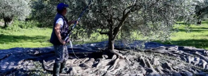 «Βόμβα» για όσους έχουν ελιές στην Ελλάδα, ακόμη και αν δεν τις μαζεύουν ή δεν βγάζουν λάδι – Πρέπει να κάνουν 1 πράγμα αλλιώς πληρώνουν