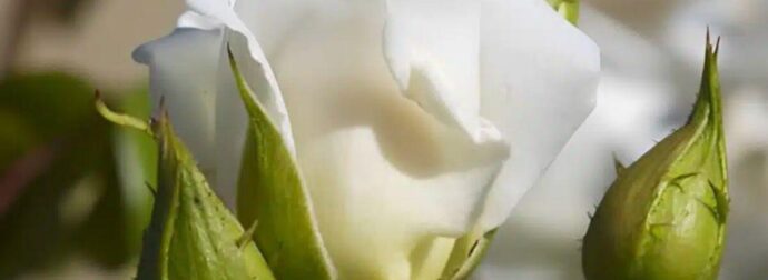 Το αναρριχώμενο φυτό που μεγαλώνει σε χρόνο ρεκόρ και έχει λουλούδια όλο το χρόνο