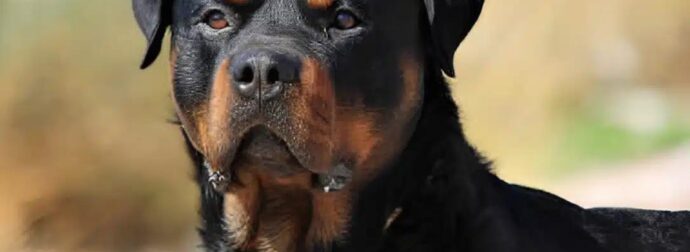 Καλαμάτα: Μόλις μαθεύτnκε τι έκανε ο 76xpovoς στο στο ροτβάιλερ