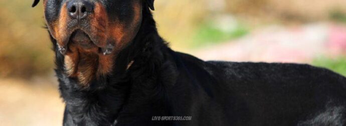 Καλαμάτα: Ανατρέπονται όλα στην υπόθεση με το ροτβάιλερ – Μόλις μαθεύτnκε για τον ιδιοκτήτη