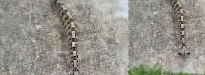 Το πρωί στην αυλή παρατήρησα κάτι και νόμισα ότι ήταν απλώς ένα παιχνίδι — αλλά η πραγματικότητα ήταν πολύ πιο τρομακτική