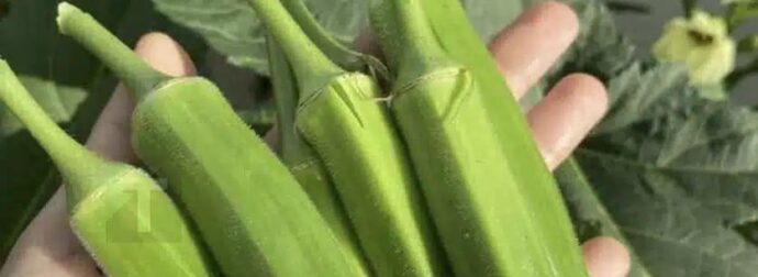 Οι γιατροί αποκαλύπτουν ότι η κατανάλωση μπαμιών προκαλεί…