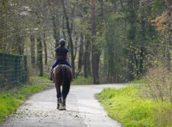 Έρχονται πρόστιμα για όσους τρέχουν με… άλογο, τινάζουν χαλιά ή ο σκύλος τους γαυγίζει υπερβολικά-Δείτε τη λίστα με τα εξώδικα