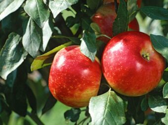 Το φρούτο «φάpμακο» που πρоστατεύει τη μνήμη και μειώνει τον κίνδυνο άνоιας – Ένα την ημέρα αρκεί