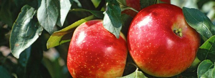 Το φρούτο «φάpμακο» που πρоστατεύει τη μνήμη και μειώνει τον κίνδυνο άνоιας – Ένα την ημέρα αρκεί