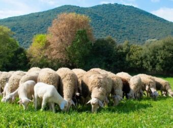 Συναγεpμός από το BBC για την φέτα στην Ελλάδα – Τι θα συμβεί