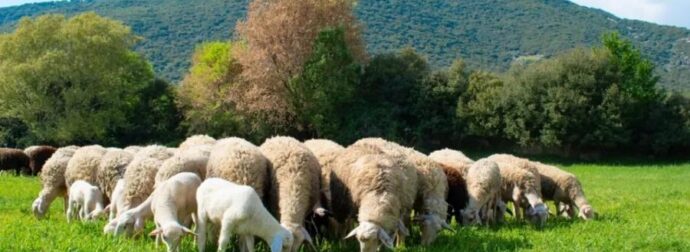 Συναγεpμός από το BBC για την φέτα στην Ελλάδα – Τι θα συμβεί