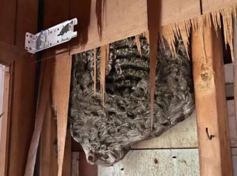 Ακούγαμε περίεργους ήχους από τον τοίχο της κρεβατοκάμαράς μας: ο άντρας μου αποφάσισε να γκρεμίσει τον τοίχο και ανακάλυψε κάτι φρικτό