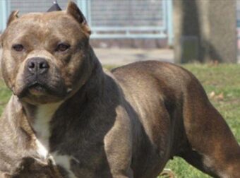 Σοκ στη Ζάκυνθο: Νεκρό 2χρονο παιδί από επίθεση σκύλου