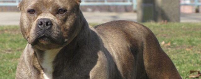 Σοκ στη Ζάκυνθο: Νεκρό 2χρονο παιδί από επίθεση σκύλου