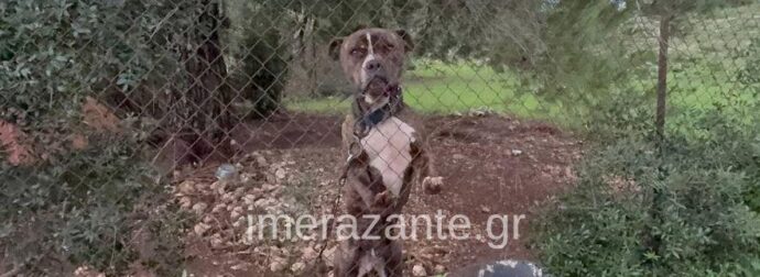 Αυτός είναι ο σκύλος που κατασπάραξε τον 2χρονο σήμερα στη Ζάκυνθο – Μαθεύτηκε όλη η αλήθεια – Ξέσπασε ο πατέρας