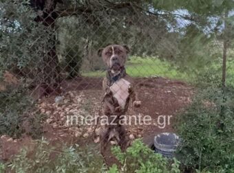 Ζάκυνθος: Σοκάρει ο πατέρας του 2χρονου που το έ@@@@ πιτμπουλ – Η τελευταία κίνηση του μικρού, πριν ξεψυχήσει – “Με κοίταξε και