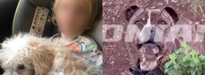 ΣΟΚ: ΜΟΛΙΣ ΜΑΘΕΥΤΗΚΕ ΓΙΑ ΤΟΝ 2ΧΡΟΝΟ ΛΙΟ ΠΟΥ ΤΟ ΚΑΤΑΣΠΑΡΑΞΕ ΤΟ ΠΙΤΜΠΟΥΛ ΣΤΗ ΖΑΚΥΝΘΟ – ΣΤΟ ΣΠΙΤΙ ΠΟΥ ΖΟΥΣΕ ΜΕ ΤΗΝ ΟΙΚΟΓΕΝΕΙΑ ΤΟΥ ΒΡΗΚΑΝ…