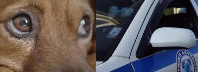 Φρίκη στη Θεσσαλονίκη: 90χρονος ακινητοποίησε σκύλο με…