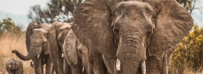 Ινδία: Τρένο συγκρούστηκε με επτά ελέφαντες – Ξεψύχησαν στις ράγες