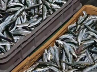 Το πιο υγιεινό ψάρι που όλοι πρέπει να τρώμε τουλάχιστον 2 φορές τη βδομάδα