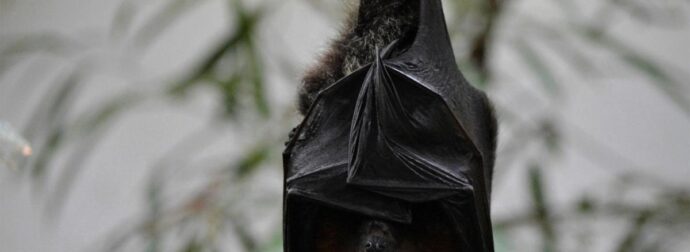 Συναγερμός για φονικό ιό – Χωρίς εμβόλιο, με υψηλή θνητότητα και καραντίνα