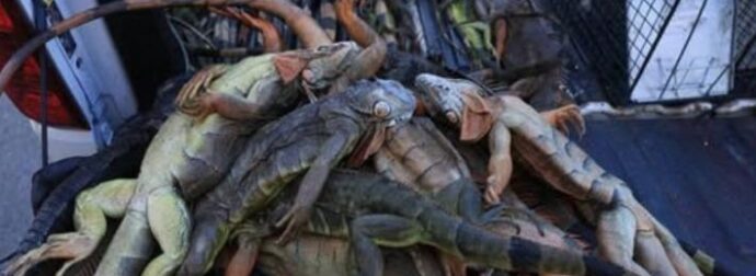 Δεν πιστεύουν στα μάτια τους οι κάτοικοι πασίγνωστης πόλης – Βρέχει…ερπετά και σαύρες – Έχουν γεμίσει οι αυλές και οι δρόμοι