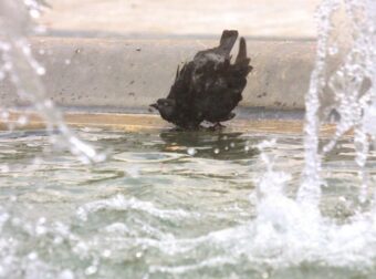 ΕΚΤΑΚΤΟ: ΜΑΘΕΥΤΗΚΕ ΓΙΑ ΤΗΝ ΜΙΚΡΟΥΛΑ ΠΟΥ ΕΠΕΣΕ ΣΤΟ ΣΥΝΤΡΙΒΑΝΙ – ΒΡΗΚΑΝ ΣΤΟΝ ΕΓΚΕΦΑΛΟ ΤΗΣ…