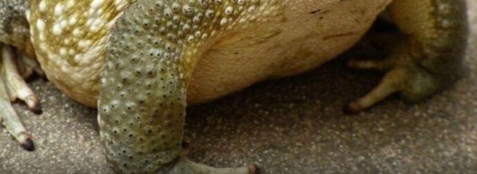 Γιατί εμφανίζεται ένας φρύνος στο σπίτι σας και τι μπορεί να σημαίνει η παρουσία του;