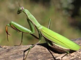 Τι θέλει να πει το σύμπαν όταν αυτό το έντομο προσγειώνεται πάνω σας…