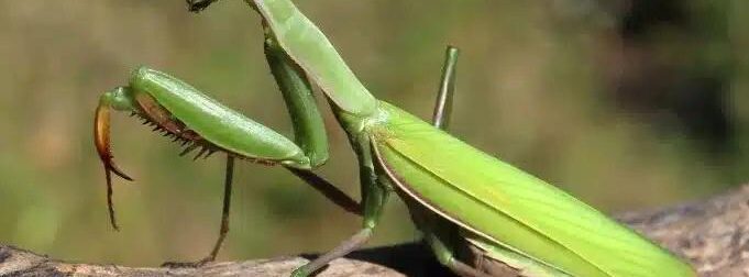 Τι θέλει να πει το σύμπαν όταν αυτό το έντομο προσγειώνεται πάνω σας…