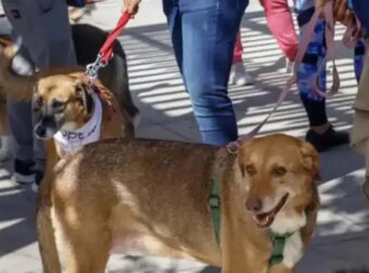 Επαναπατρισμοί από Μέση Ανατολή: Ειδική πτήση από το Ντουμπάι για πολίτες με κατοικίδια