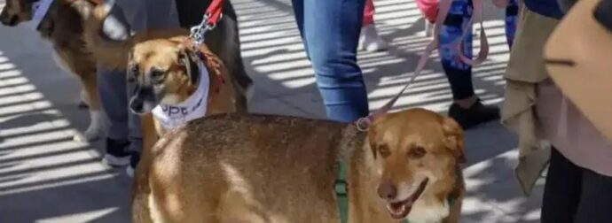 Επαναπατρισμοί από Μέση Ανατολή: Ειδική πτήση από το Ντουμπάι για πολίτες με κατοικίδια