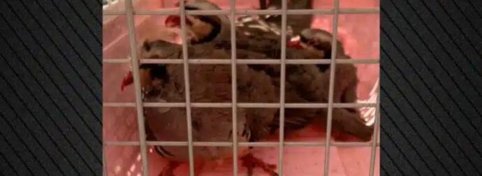 Απίστευτα πράγματα στους Αμπελόκηπους: Είχε στην ταράτσα του… 31 κοτόπουλα και 10 πτηνά, 10 κατσίκες και 3 ερίφια