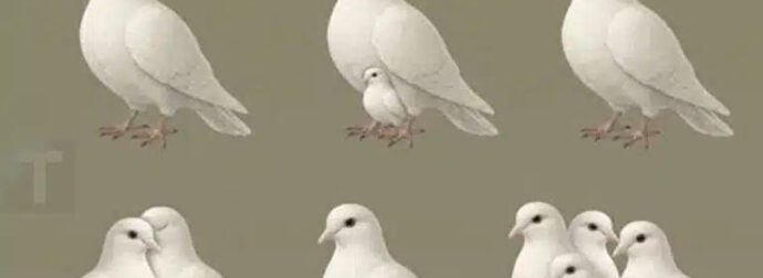 Ο αριθμός των περιστεριών που βλέπεις αποκαλύπτει ποιος περπατά δίπλα σου