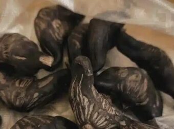 Ο γείτονας μου έδωσε μια σακούλα από αυτά. ξέρει κανείς τι είναι